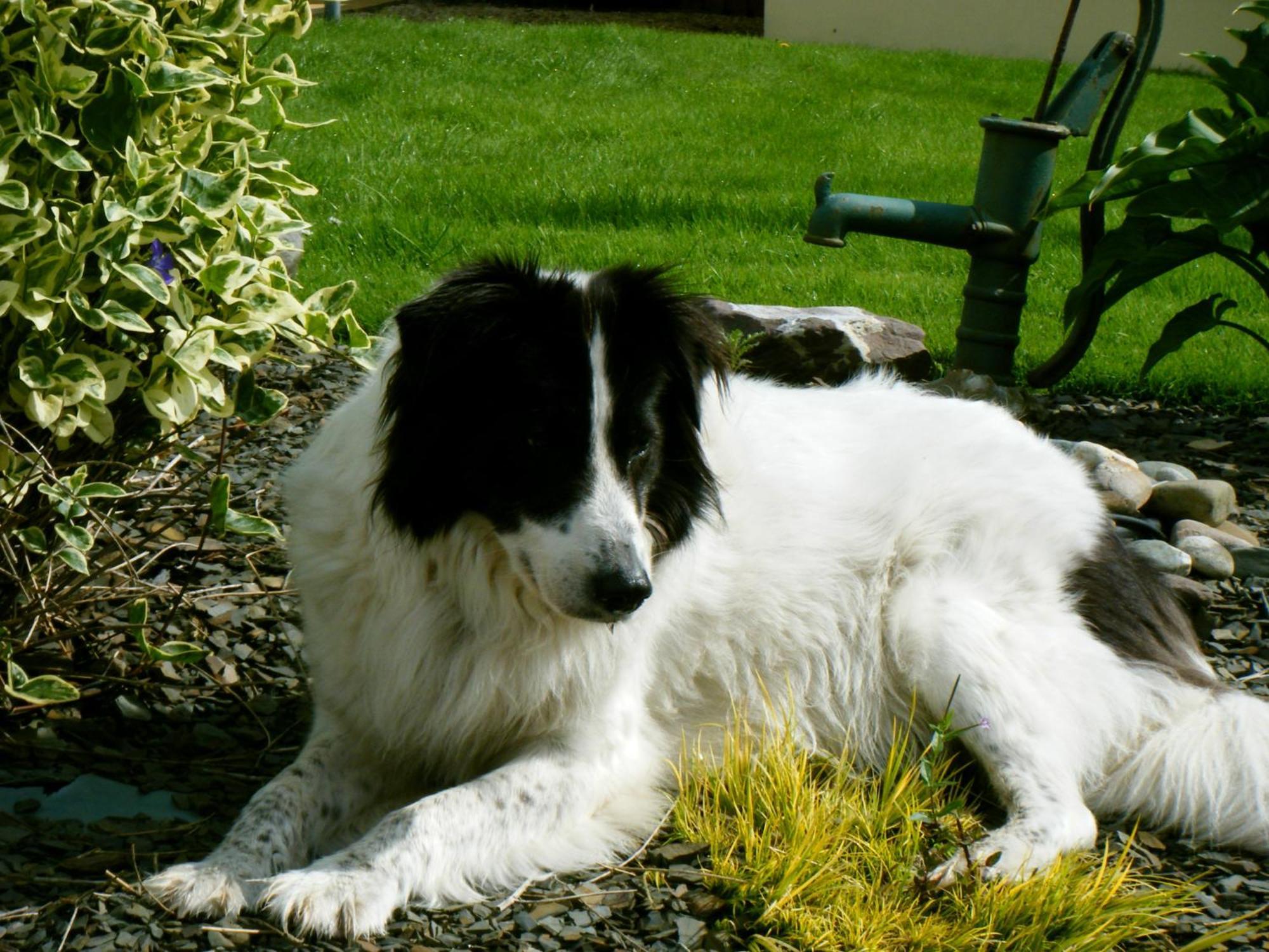 Ashfield B&B Kenmare Bagian luar foto