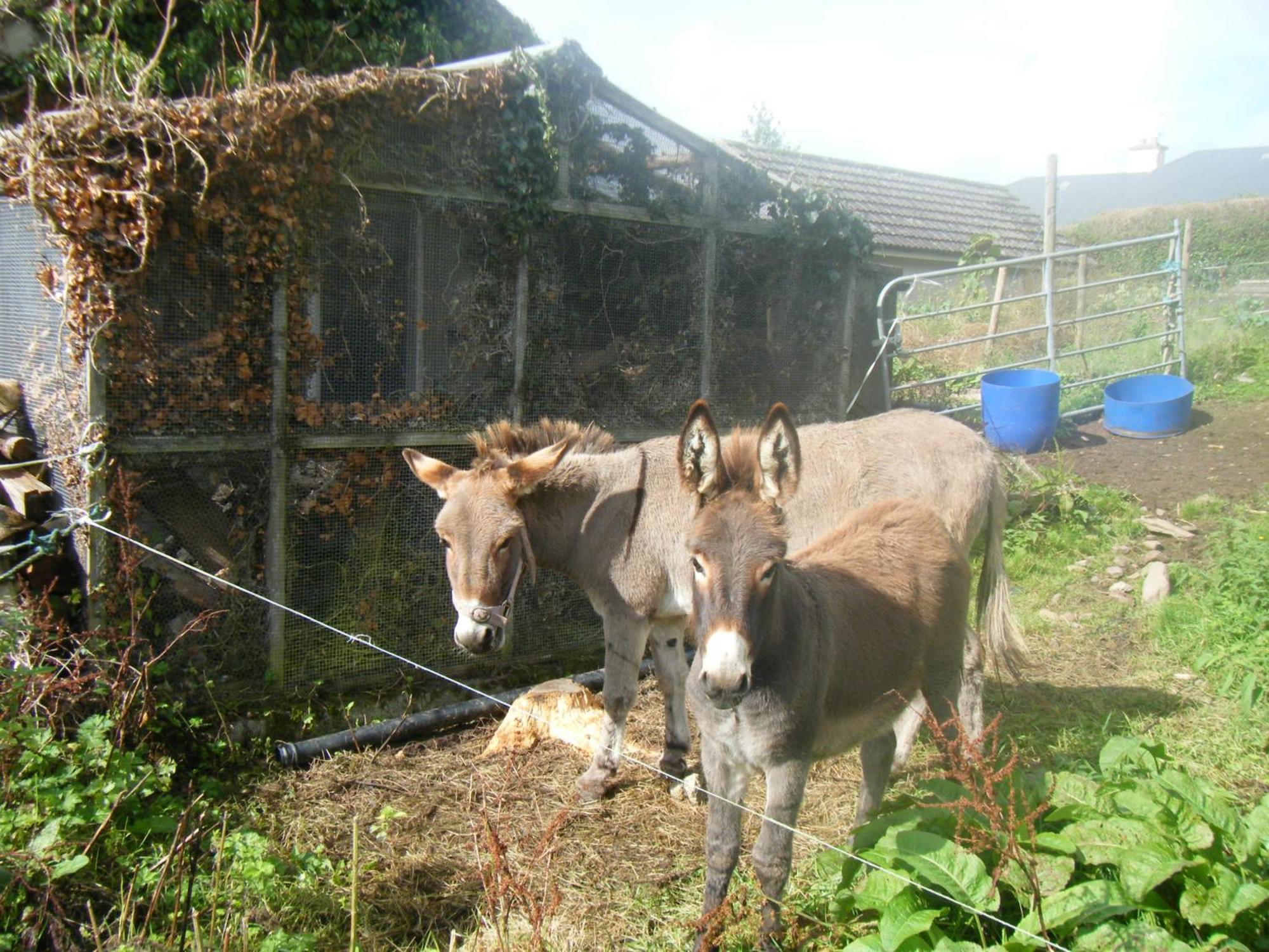 Ashfield B&B Kenmare Bagian luar foto