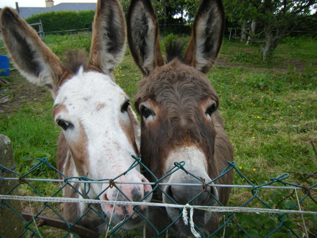 Ashfield B&B Kenmare Bagian luar foto